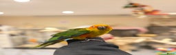 Budgerigars birds for sale: Baby Sun Conure - Advert 4