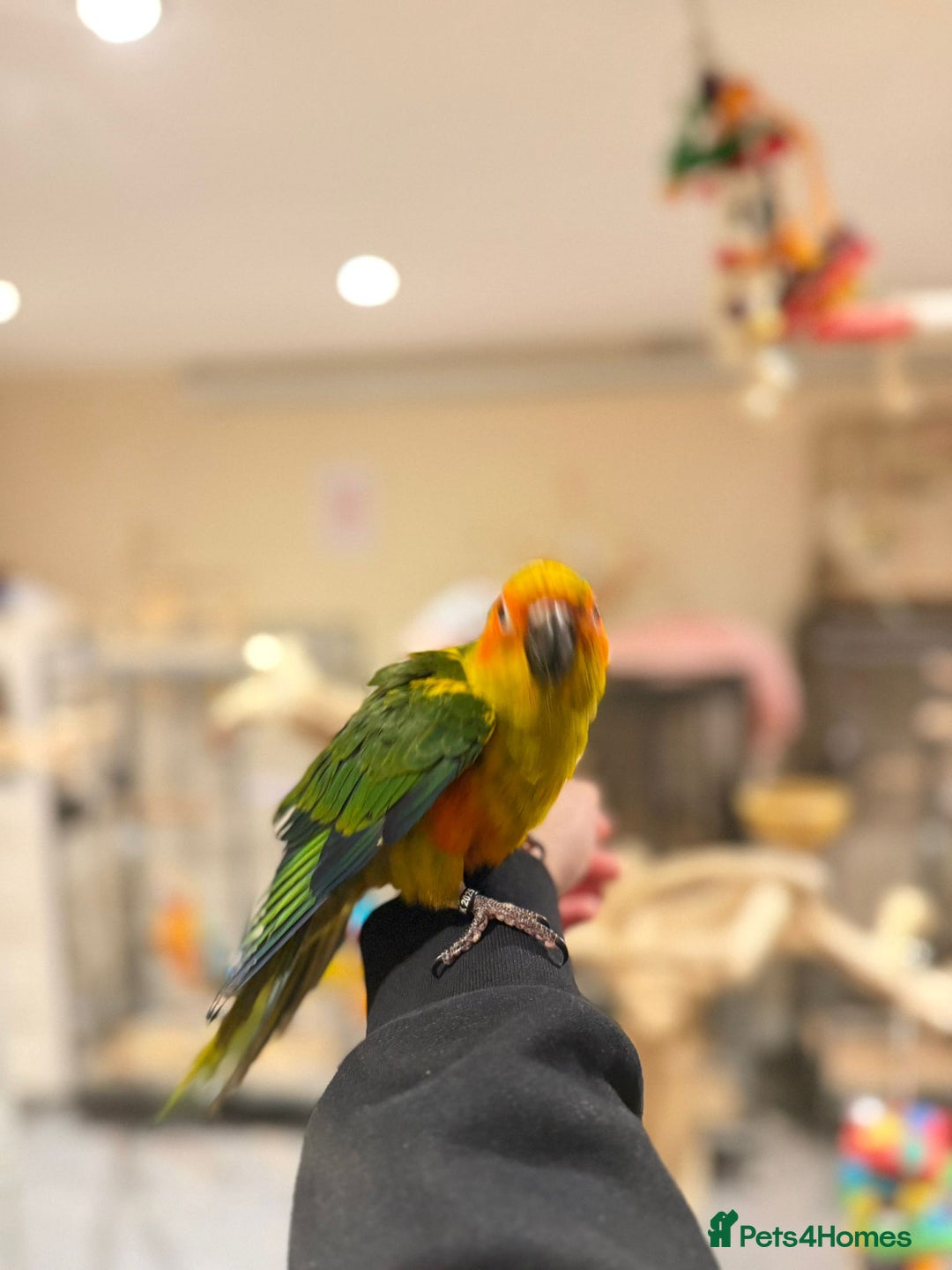 Budgerigars birds for sale: Baby Sun Conure - Advert 4