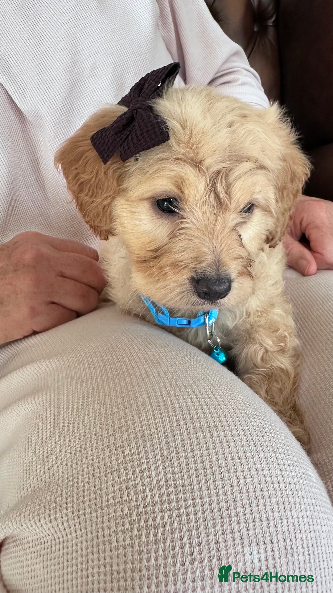 Mixed Breed dogs for sale: Beautiful Sproodle puppies stunning  - Image 12