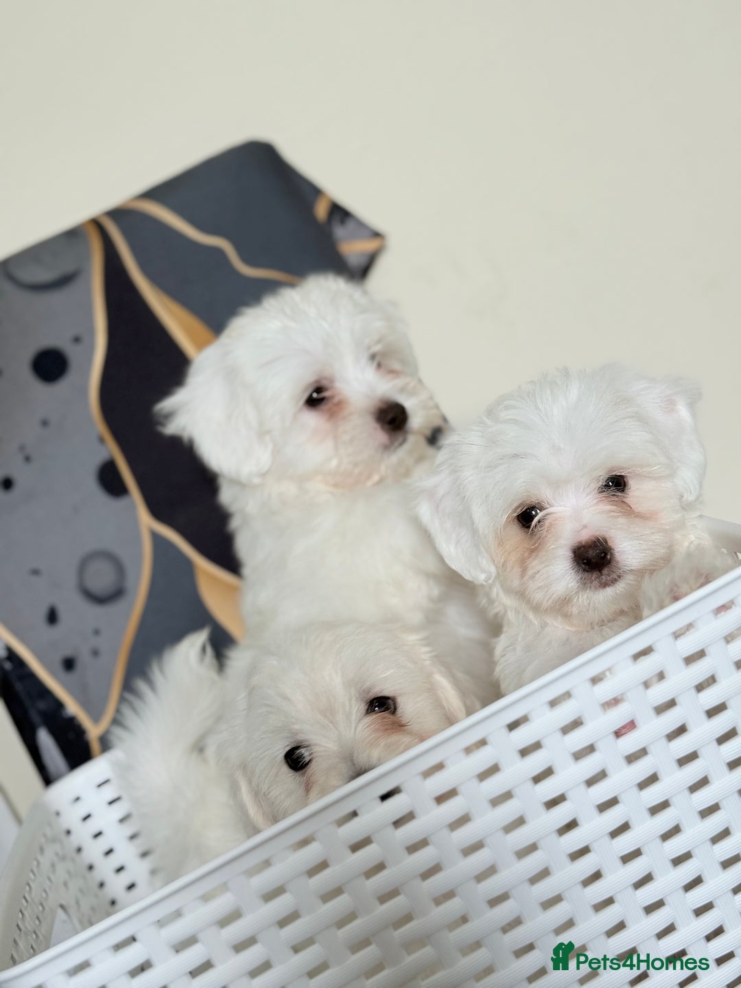 Maltese dogs for sale: Maltese pups/dogs/puppies  - Image 3