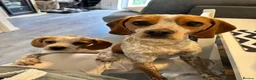 Mixed Breed dogs for sale: 6 month old pup  - Advert 19