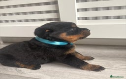 Rottweiler dogs for sale: Chunky Rottweiler pups  - Image 6