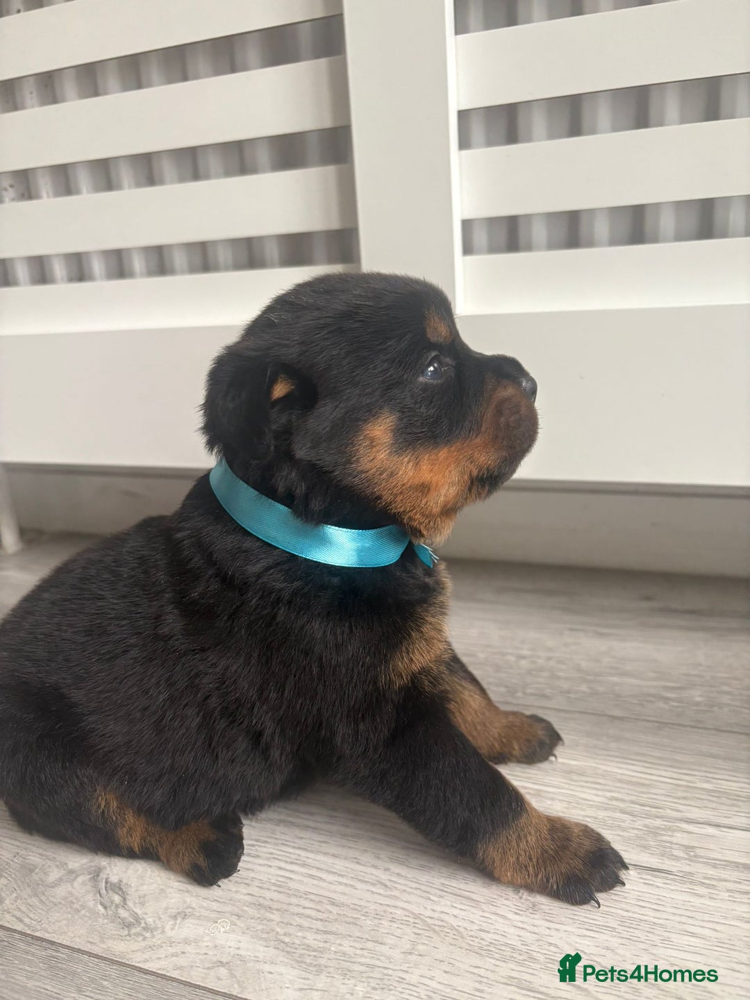 Rottweiler dogs for sale: Chunky Rottweiler pups  - Image 6
