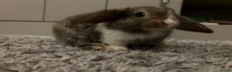 Mini Lop rabbits for sale: Beautiful mini lops for sale - Advert 6