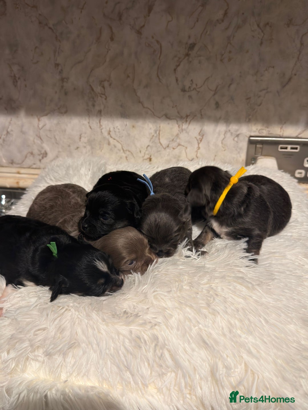 Chihuahua dogs for sale: Chihuahua pups - Advert 9