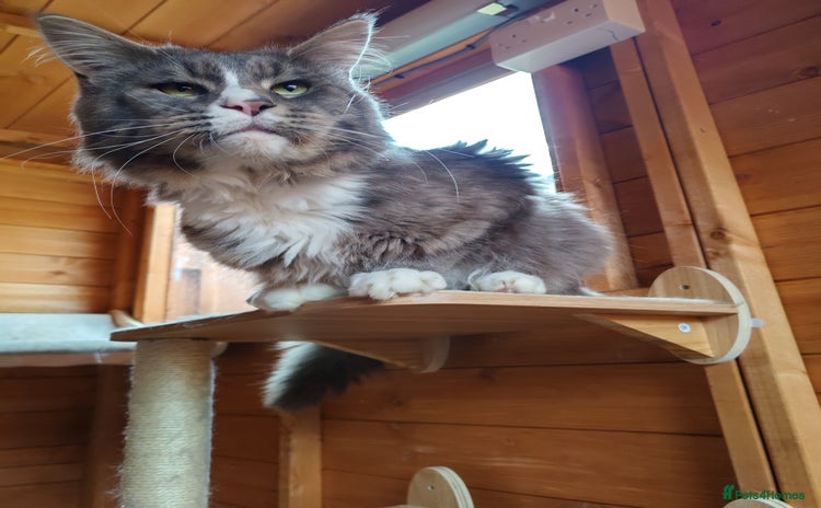 Maine Coon cats - Advert 11