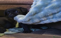 Labrador Retriever dogs for sale: KC Reg Fully Health Tested Black Labrador Puppies - Image 15