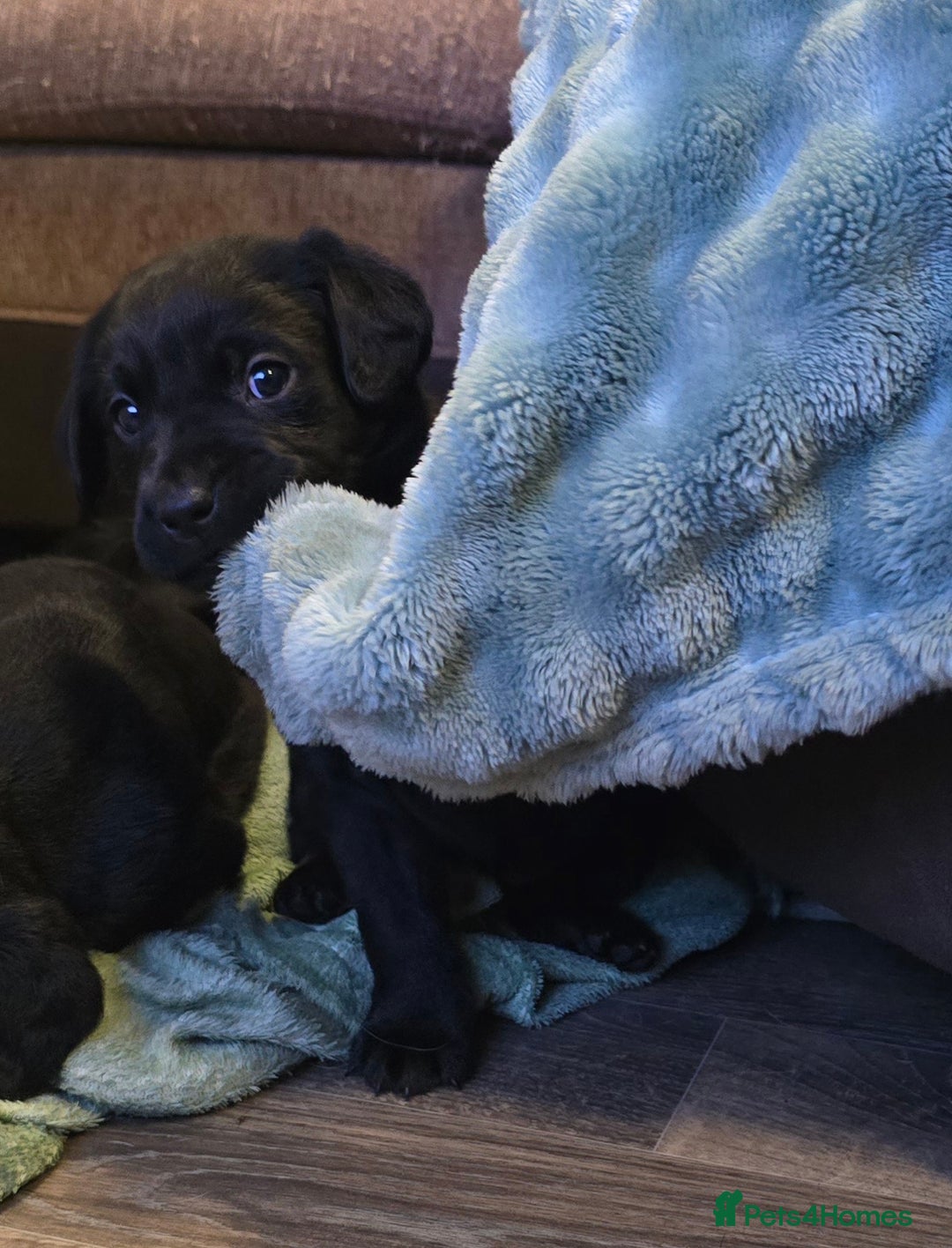 Labrador Retriever dogs for sale: KC Reg Fully Health Tested Black Labrador Puppies - Image 15