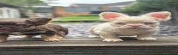 French Bulldog dogs for sale: Pink Fluffy Choc and Tan French Bulldog Puppies - Advert 11