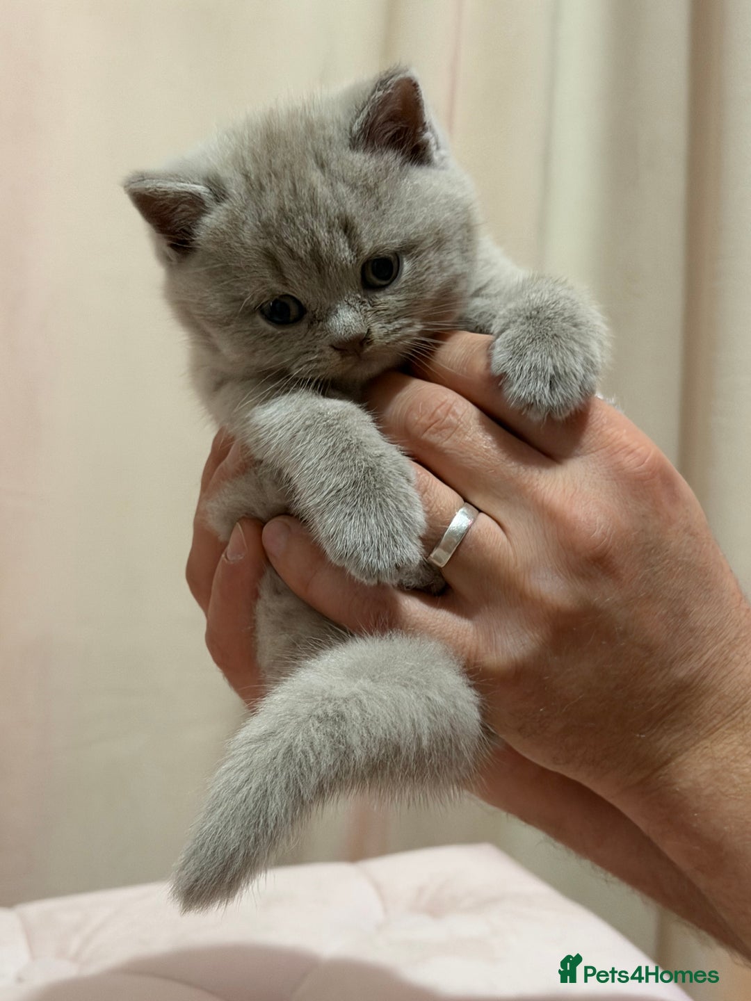 Scottish Fold cats for sale: Scottish Fold/ Straight kitties  - Advert 9