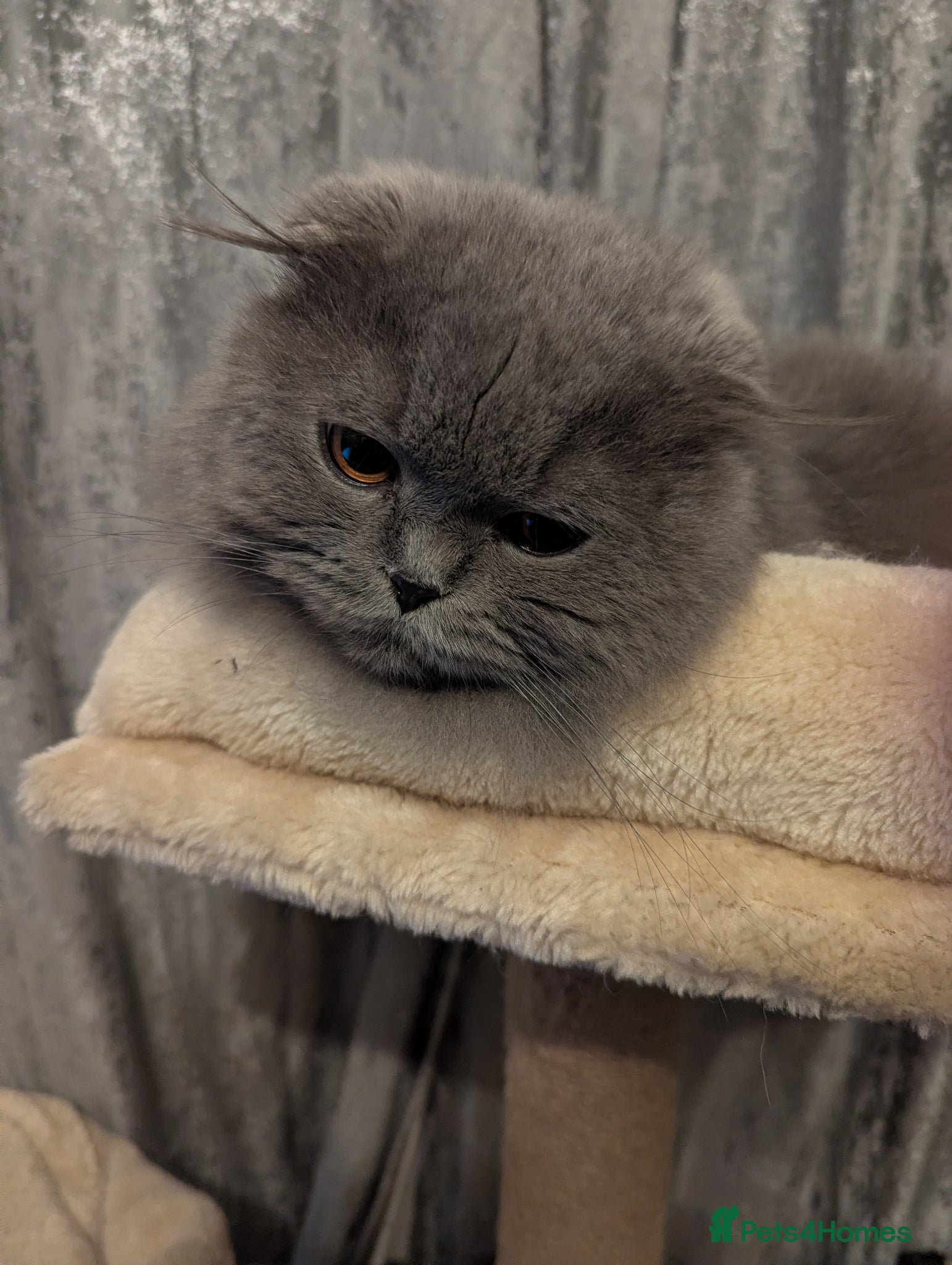 Scottish Fold cats Long Hair Scottish Fold Male Very affectionate  - Advert 2