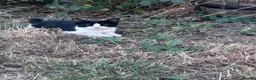 Mixed Breed cats for sale: 2 Adorable Kittens in Hornchurch - Advert 8