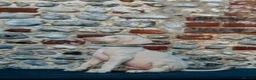 Dobermann dogs for sale: Exceptional White & Cream Doberman Puppies - Advert 22