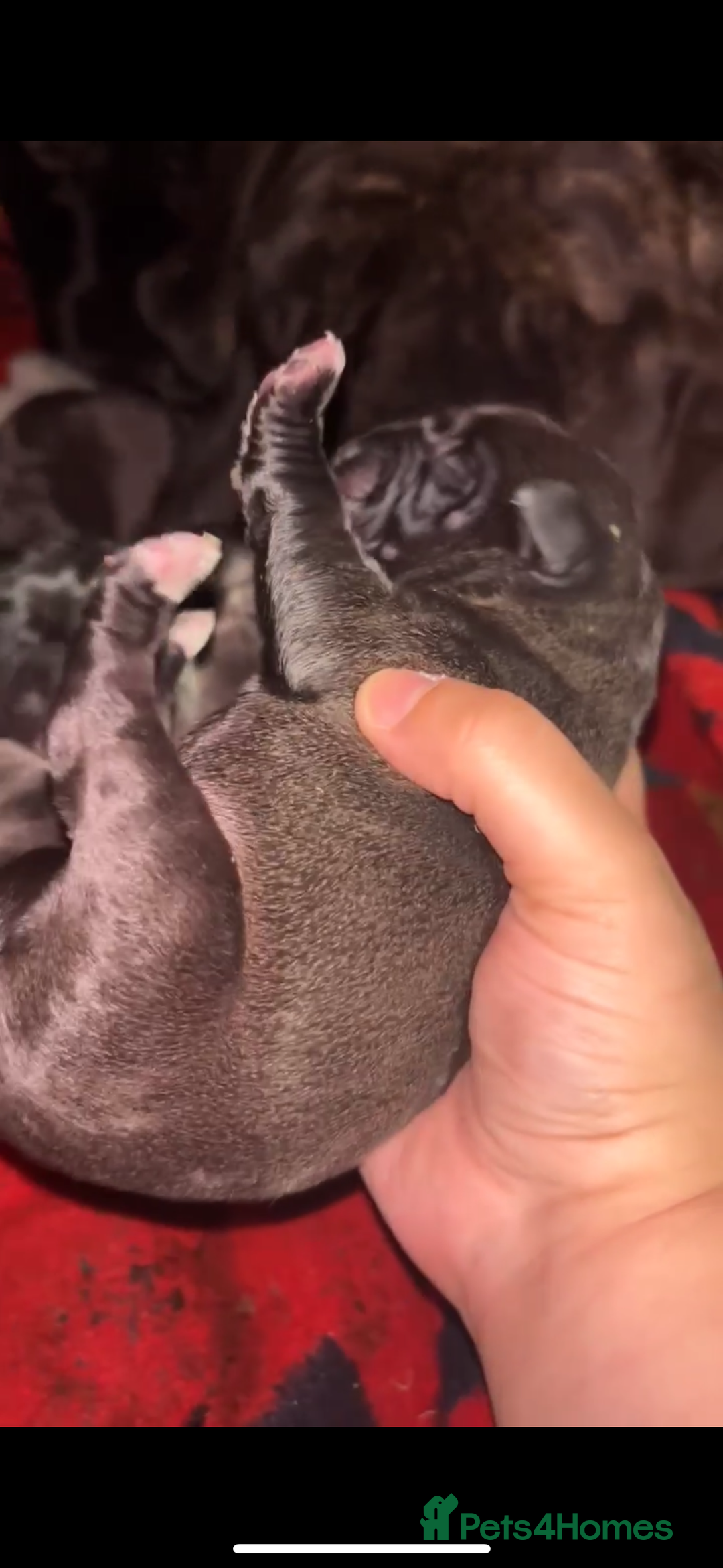 Cane Corso dogs for sale: Cane Corso just had her first litter of babies!!  - Image 8
