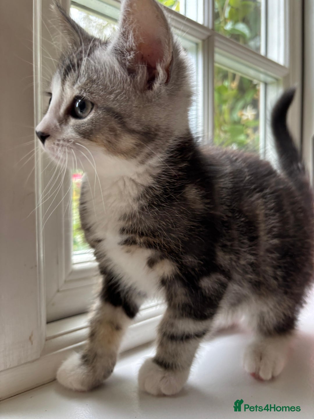 Persian cats for sale: Persian chinchilla mix of 3 boys left in St Albans - Image 18