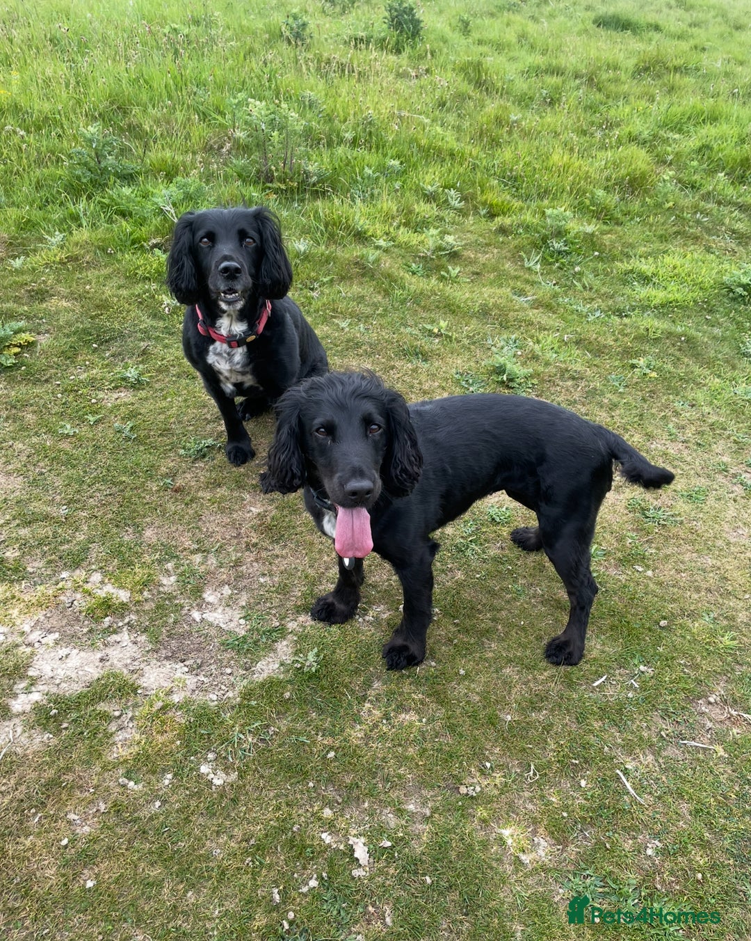 Cocker Spaniel dogs for sale: One boy and one girl - Image 18