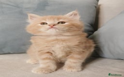 Maine Coon cats for sale: Big Chunky Maine Coon Kittens - Image 4