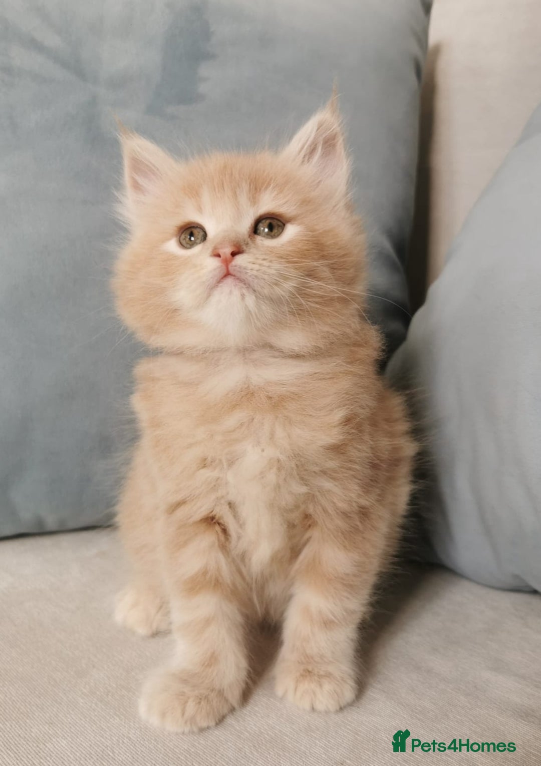 Maine Coon cats for sale: Big Chunky Maine Coon Kittens - Image 4