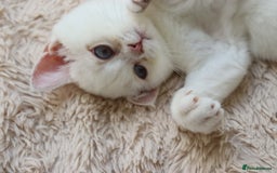 British Shorthair cats for sale: Ready CH Bloodlines BSH TICA registered kittens in Feltham - Image 27