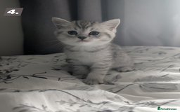 British Shorthair cats for sale: Beautiful British Short Hair Boys  - Image 1
