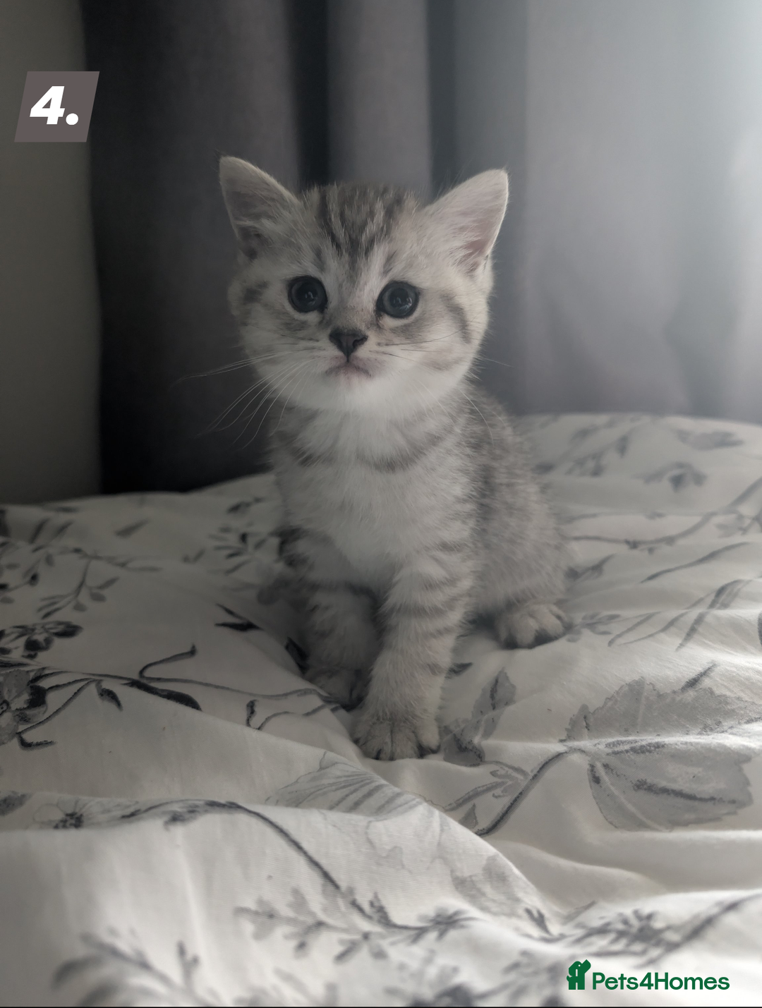 British Shorthair cats for sale: Beautiful British Short Hair Boys  - Image 1