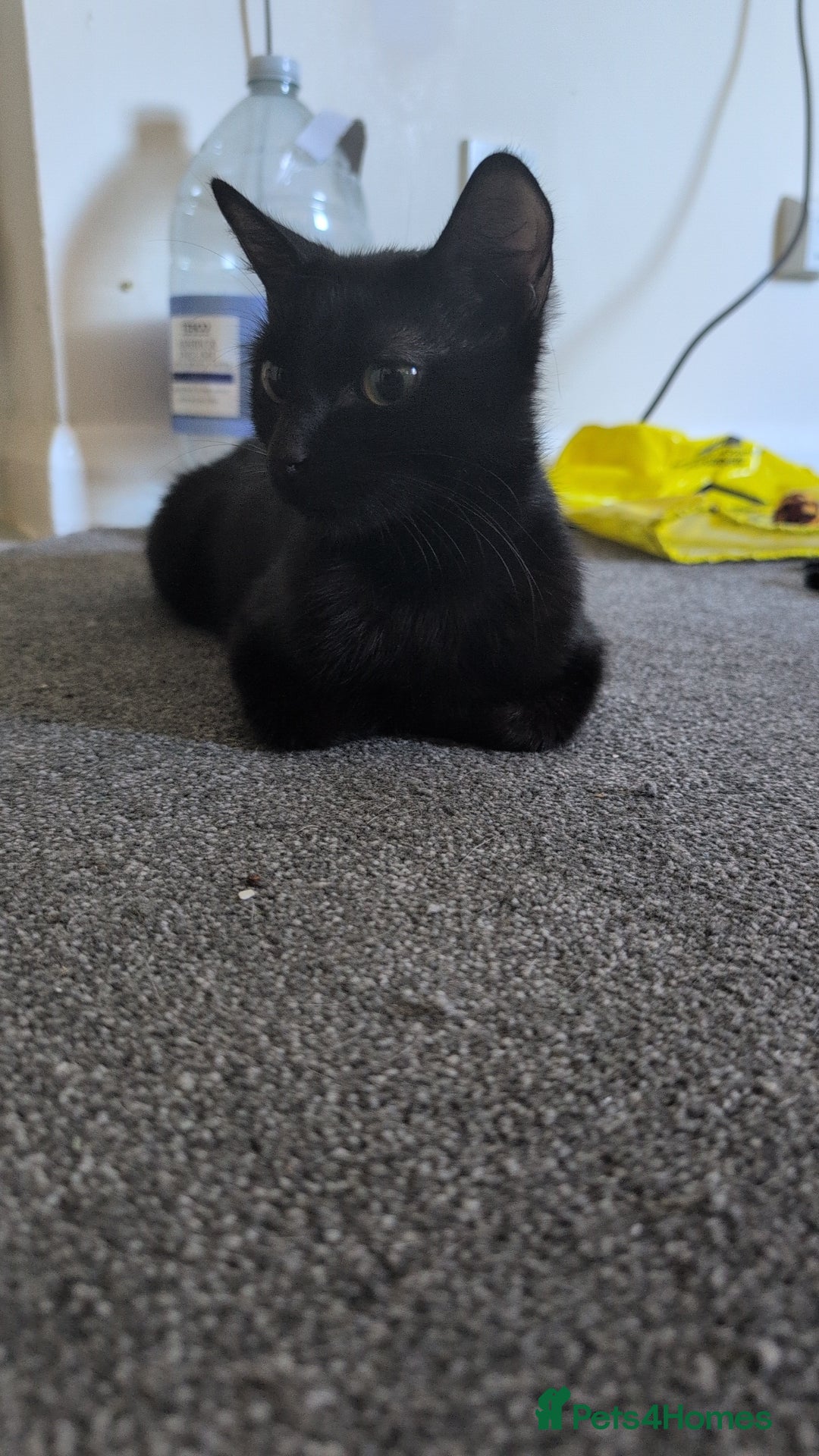 Domestic Shorthair cats for sale: 1 year old Female Cat - Image 2