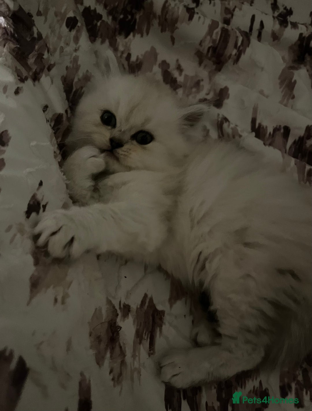 Persian cats for sale: 💕Simply Stunning PKD negative Persian Babies 💕 - Advert 6