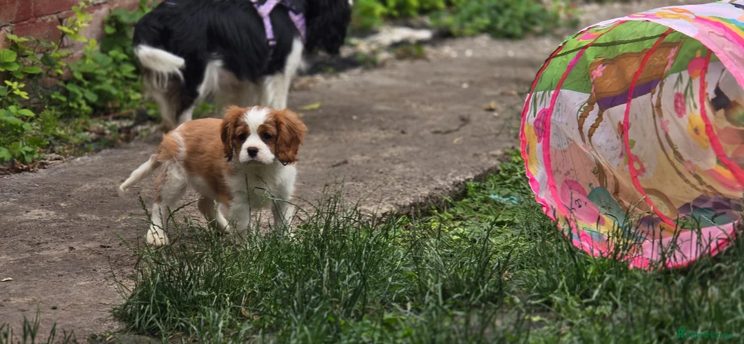 Cavalier King Charles Spaniel dogs for sale: Stunning cavalier king Charles spaniel puppy - Advert 2