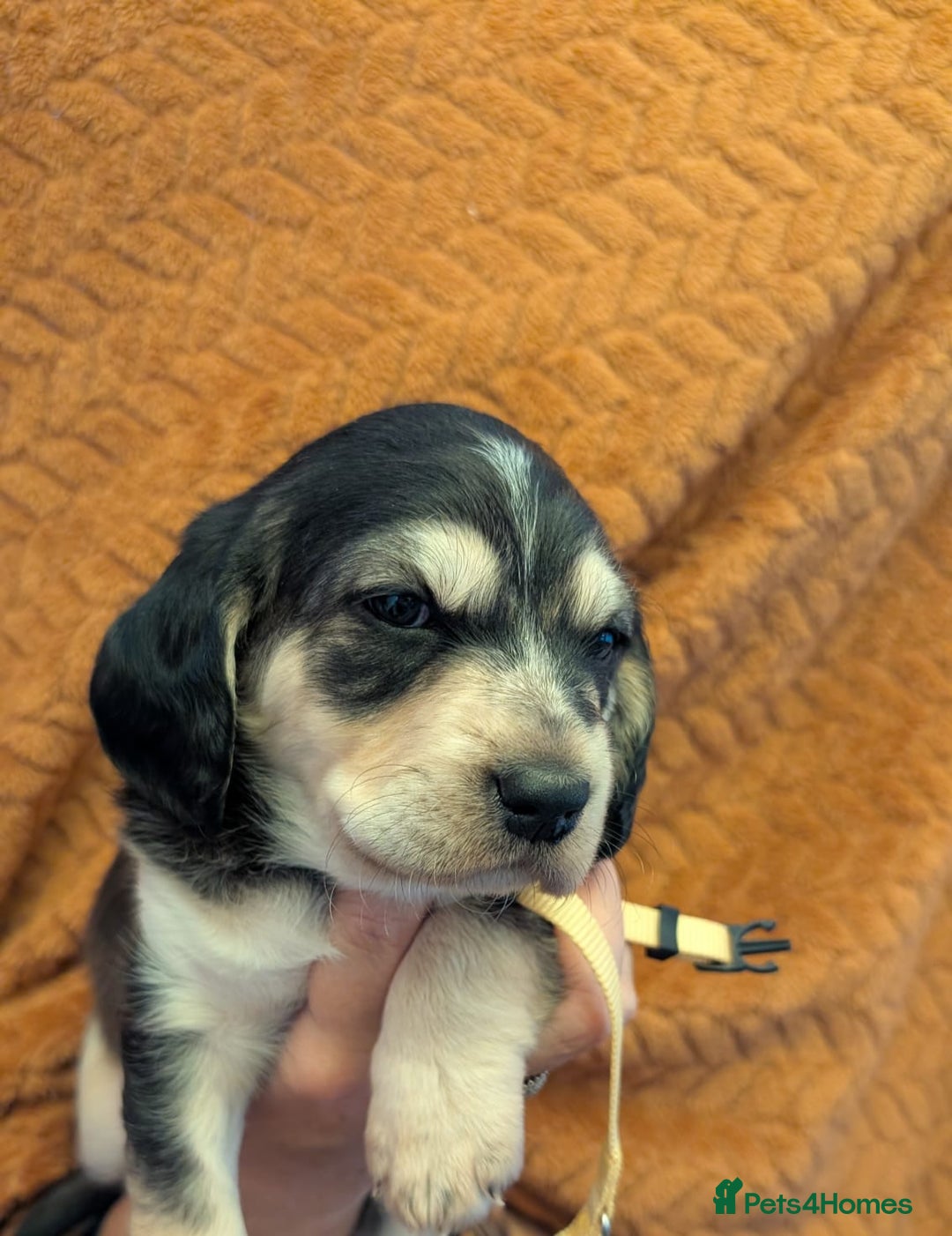 Cockerdor dogs for sale: Stunning Tri-coloured Cockerdors - Image 4