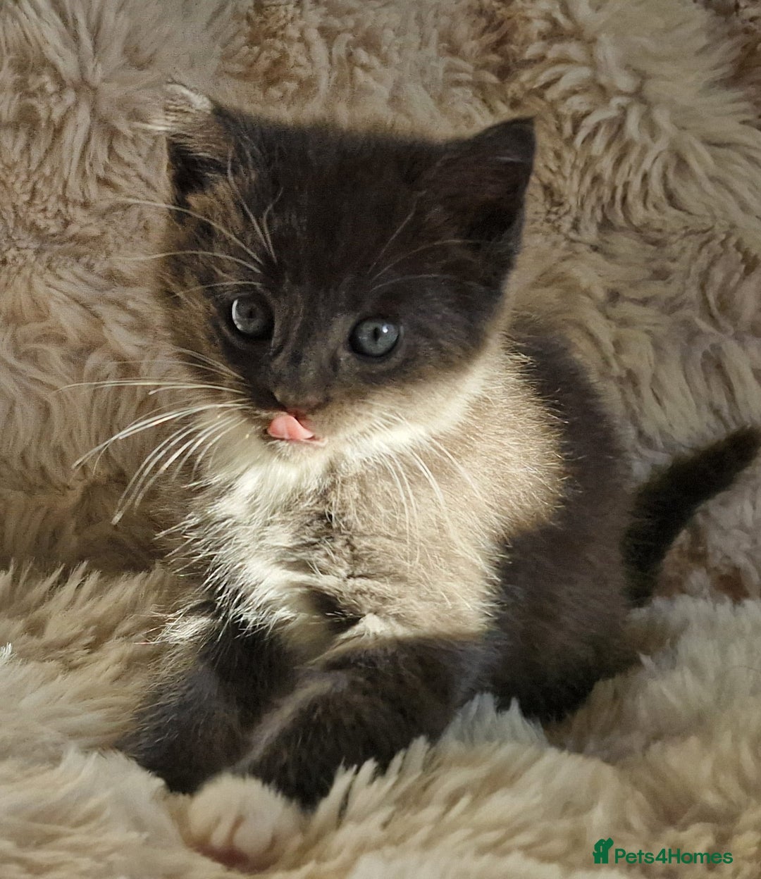 Maine Coon cats for sale: MAINE COONE KITTENS POLYDACTYL&NON POLYDACTYL   - Advert 19