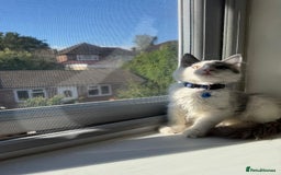 Mixed Breed cats for sale: Adorable Ragdoll and Norwegian Forest Kittens - Image 12