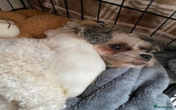 Zuchon dogs for sale: Zuchons pups ( Teddy bear pups) - Image 6