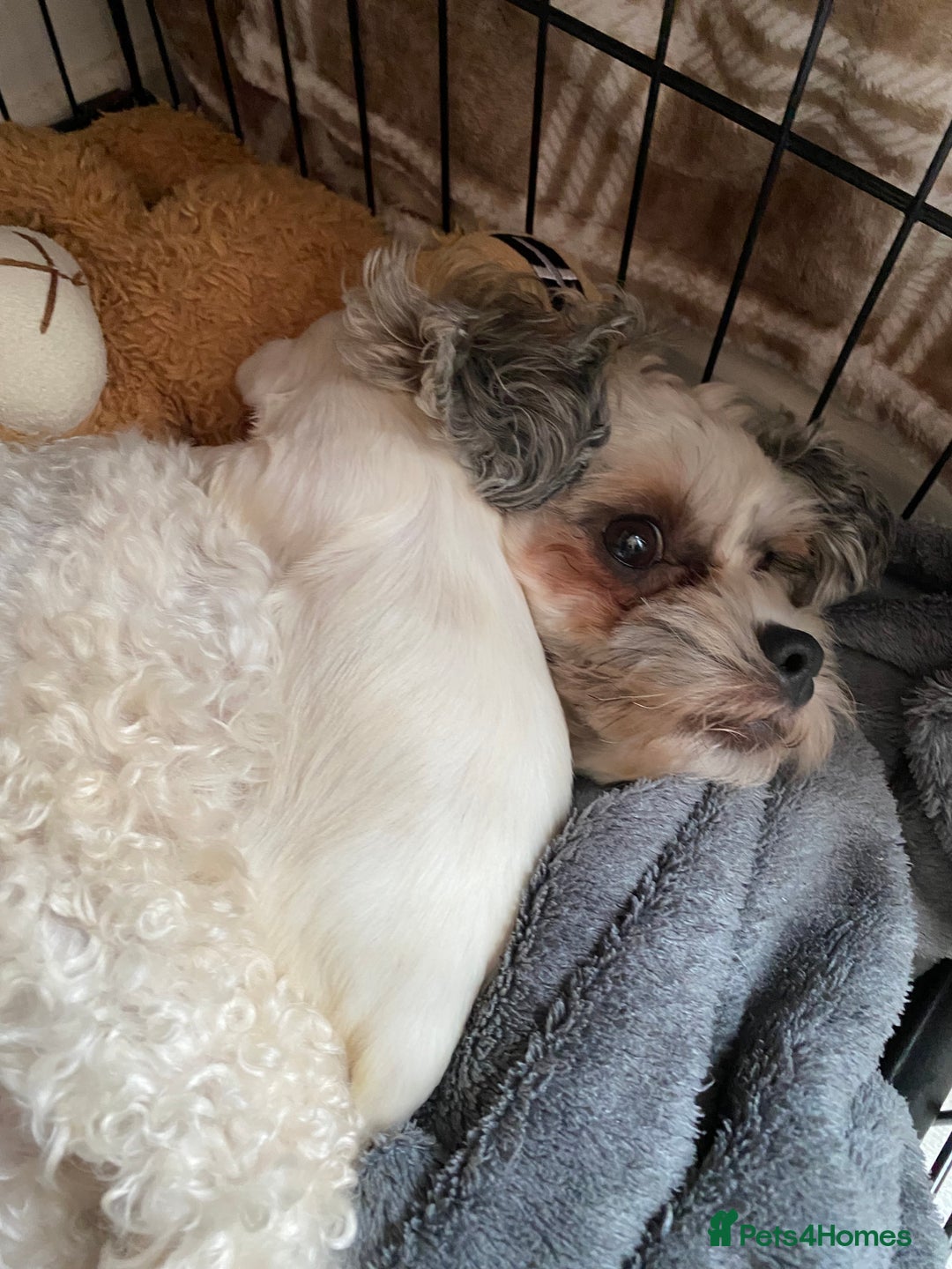 Zuchon dogs for sale: Zuchons pups ( Teddy bear pups) - Image 6