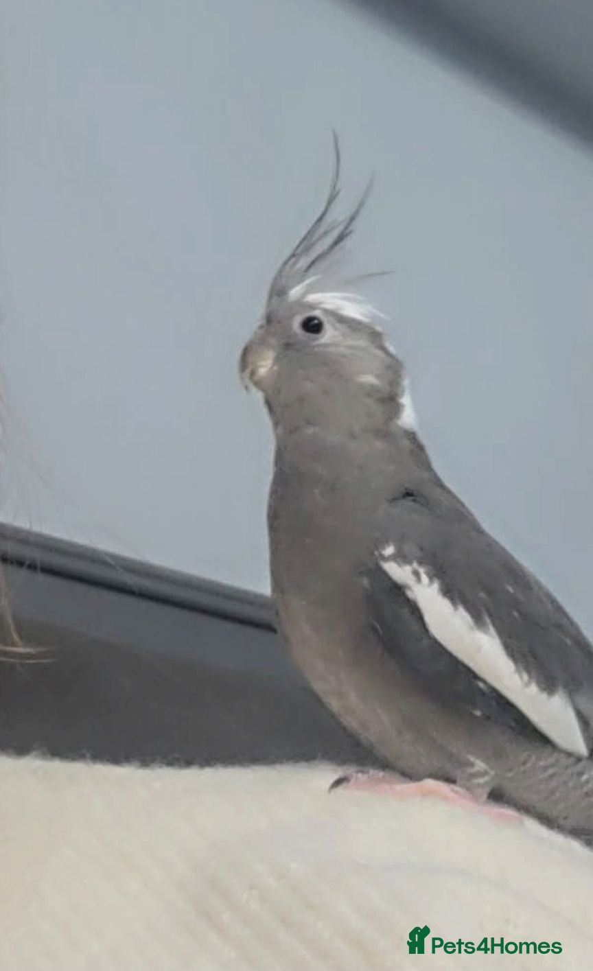 Cockatiels birds Cockatiel baby - Advert 2