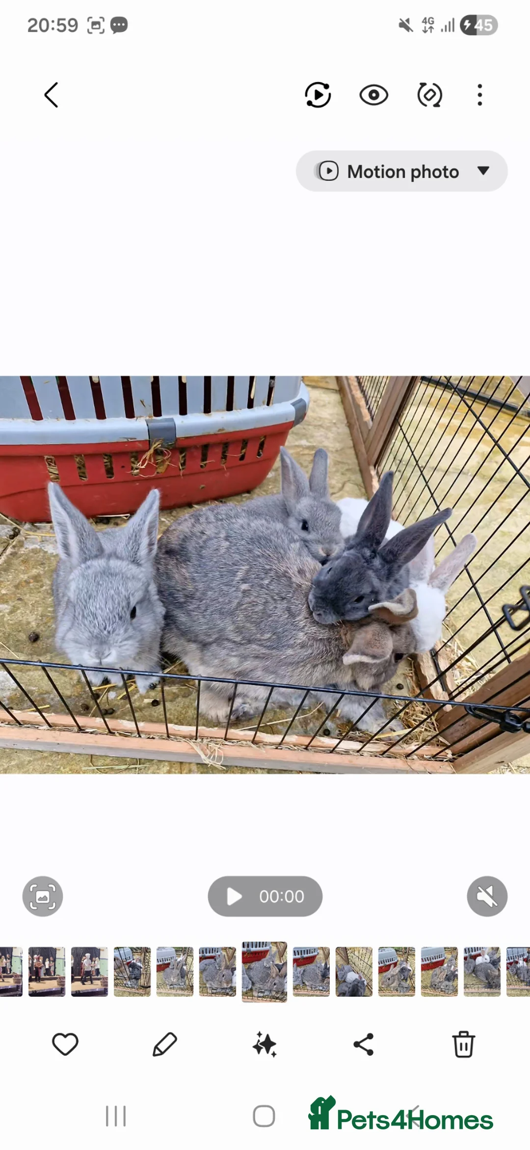 Mixed Breed rabbits for sale: Two 8 week old kits in Haywards Heath - Advert 1