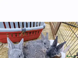 Mixed Breed rabbits Two 8 week old kits - Advert 2