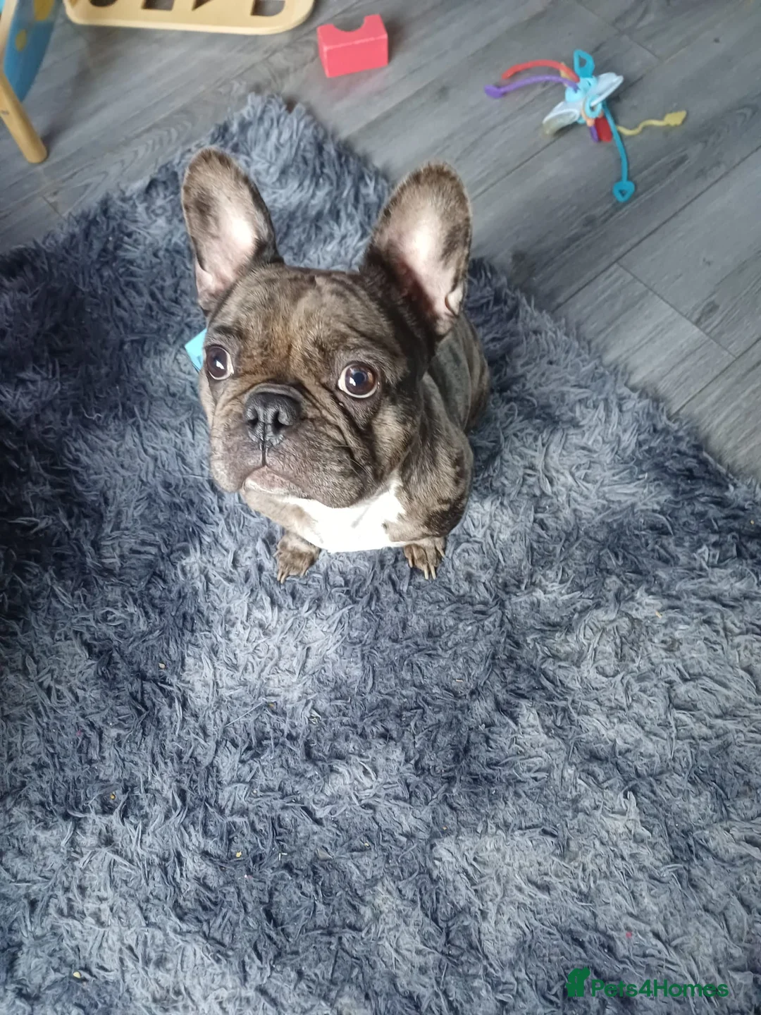 French Bulldog dogs for sale: A 3 year old female French Bulldog - Advert 2