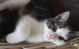 Mixed Breed cats for sale: Gorgeous Ragdoll/Chinchilla Persian kittens  - Image 3