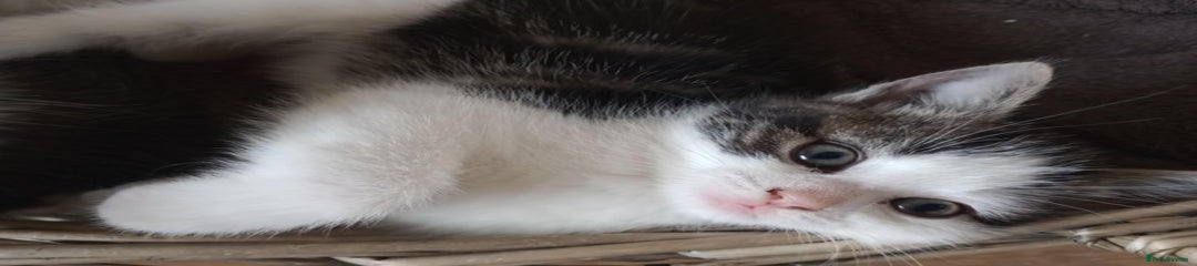 Mixed Breed Kitten 1