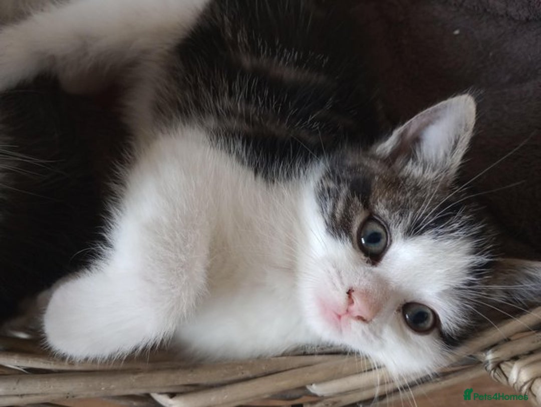 Mixed Breed cats for sale: Gorgeous Ragdoll/Chinchilla Persian kittens  - Image 3