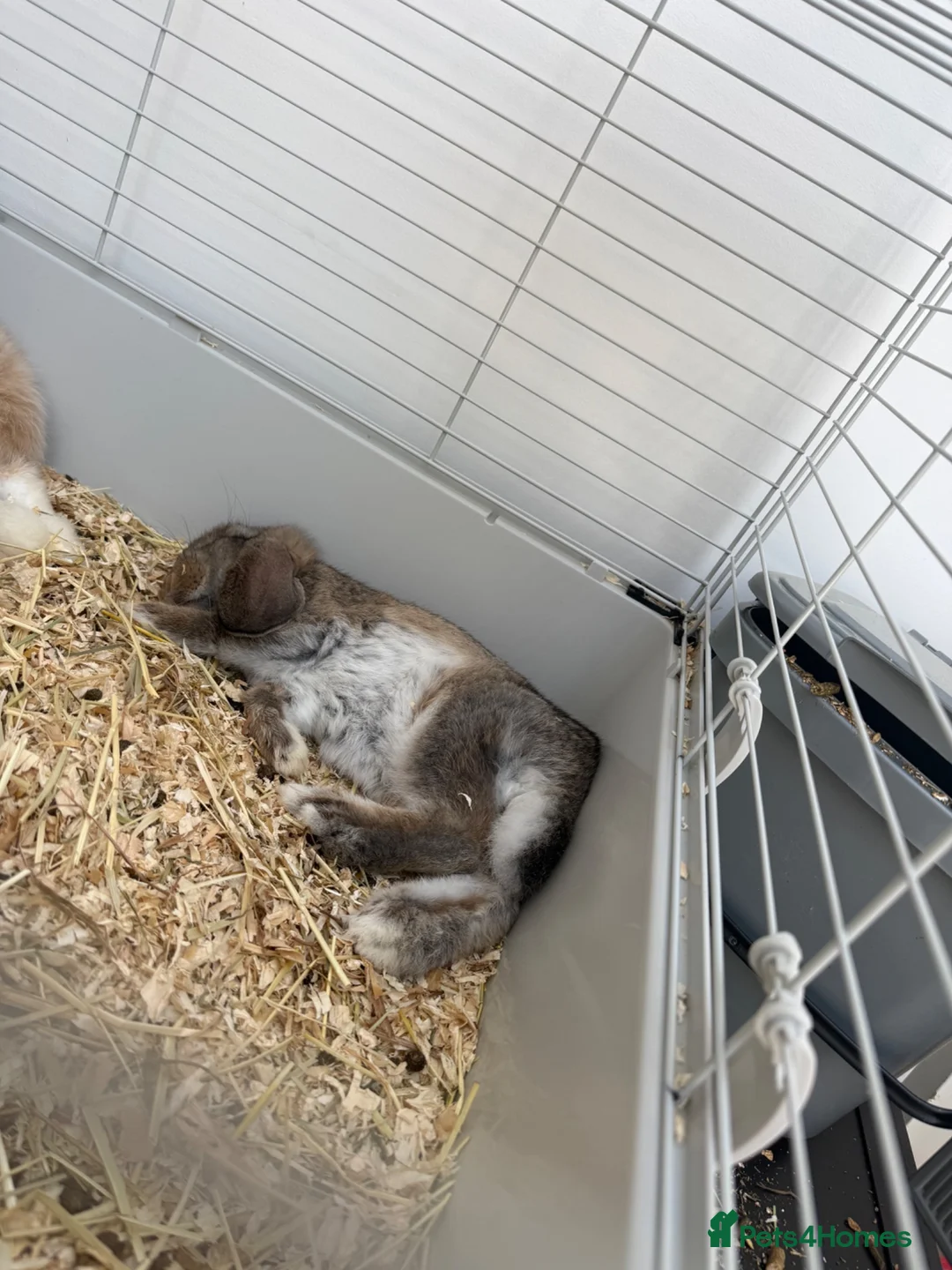 Mini Lop rabbits for sale: 2 male rabbits - Advert 5