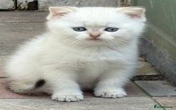 British Shorthair cats for sale: British Shorthair golden and silver - Image 16