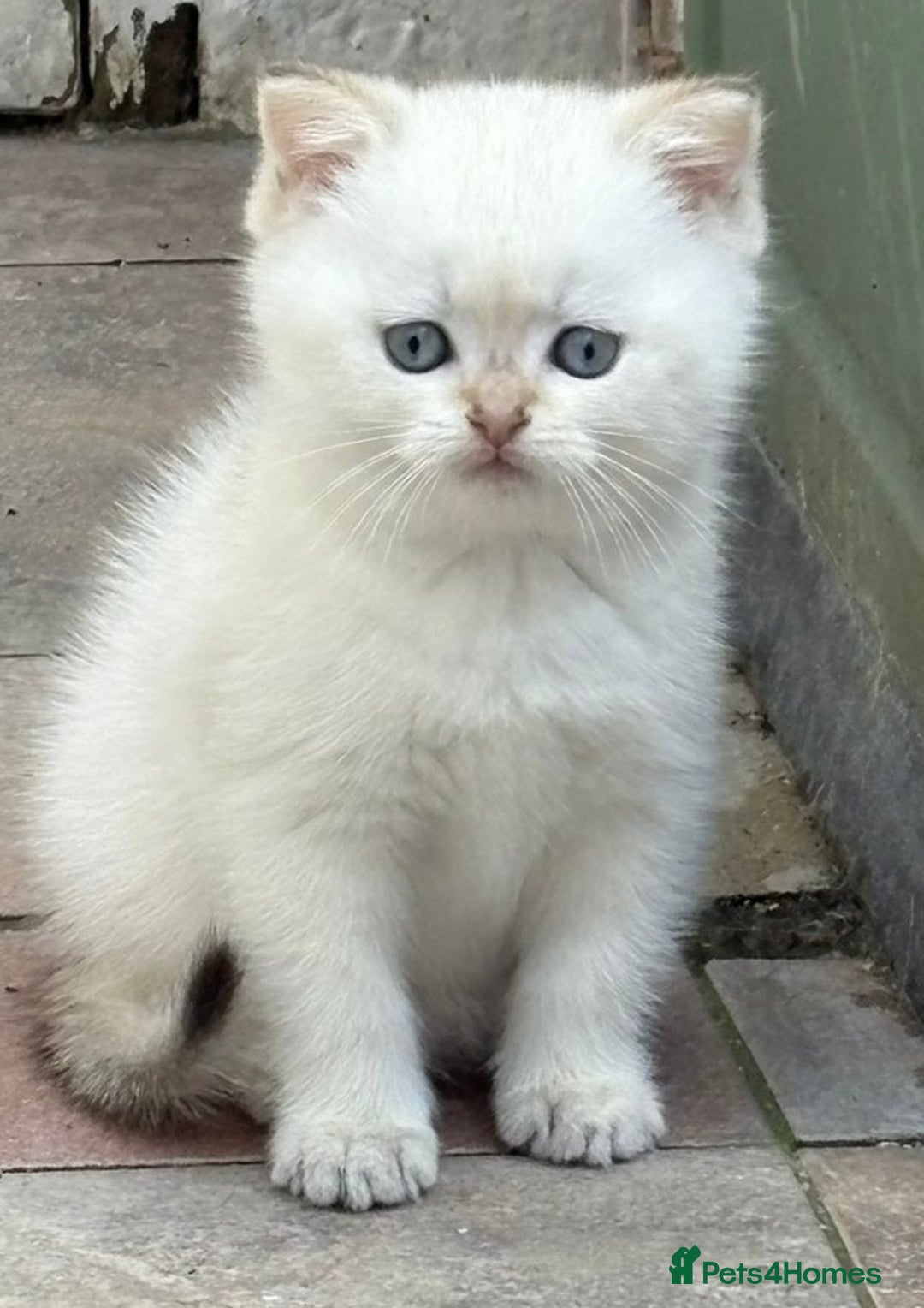 British Shorthair cats for sale: British Shorthair golden and silver - Image 16
