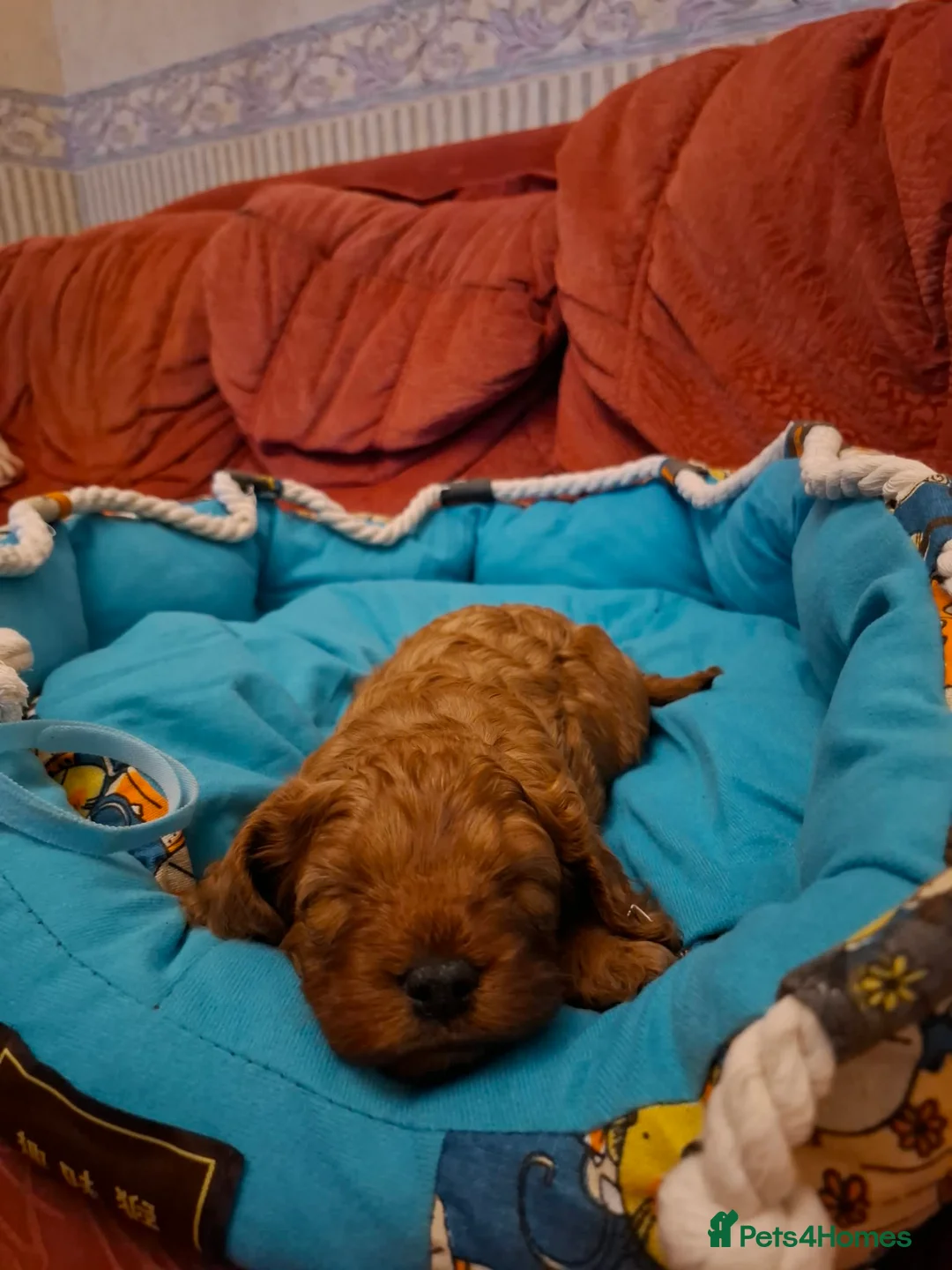 Cavapoo dogs for sale:  Cavapoo  - Advert 7