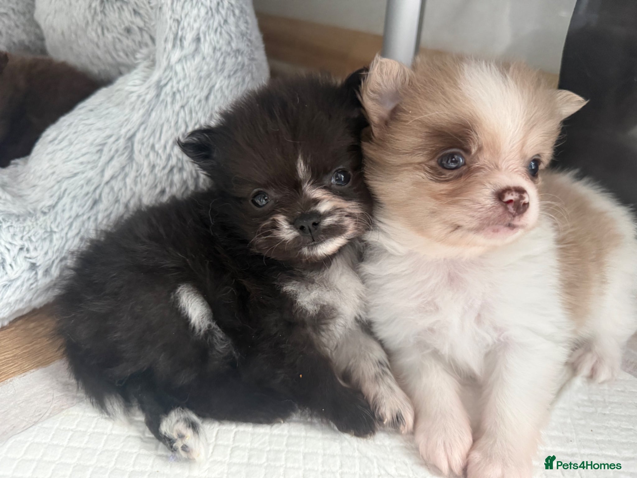 Pomchi dogs Pomchi boys and girls - Advert 17