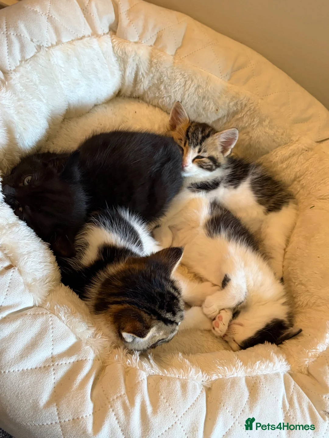 Mixed Breed cats for sale: Gorgeous kittens - Advert 3