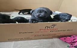 Labrador Retriever dogs for sale: Chunky Family Labrador Puppies  - Image 7