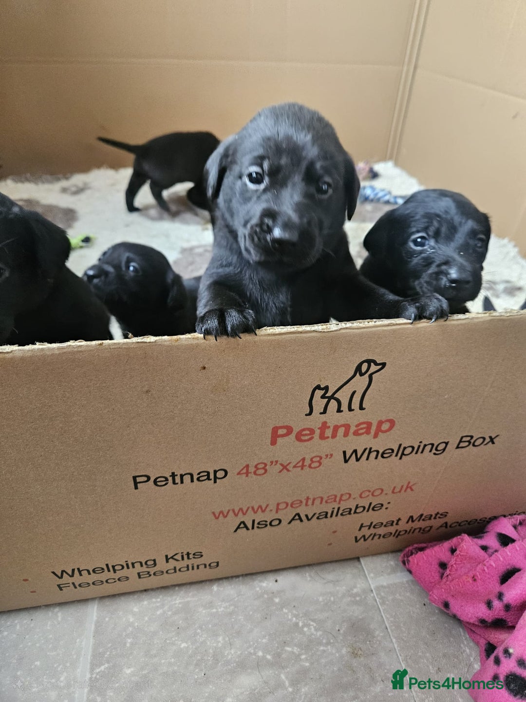 Labrador Retriever dogs for sale: Chunky Family Labrador Puppies  - Image 7