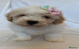 Cavapoo dogs for sale: Beautiful Cavapoo’s - Image 5