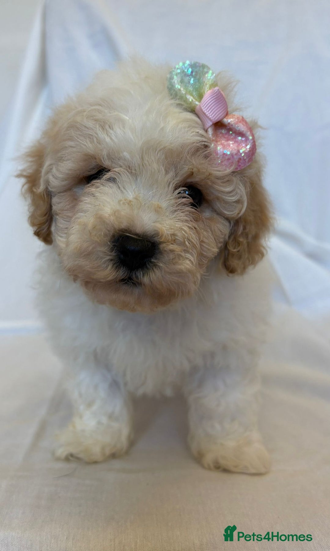 Cavapoo dogs for sale: Beautiful Cavapoo’s - Image 5